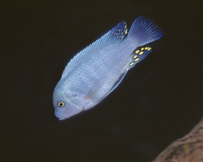 Maylandia estherae 'Meponda'